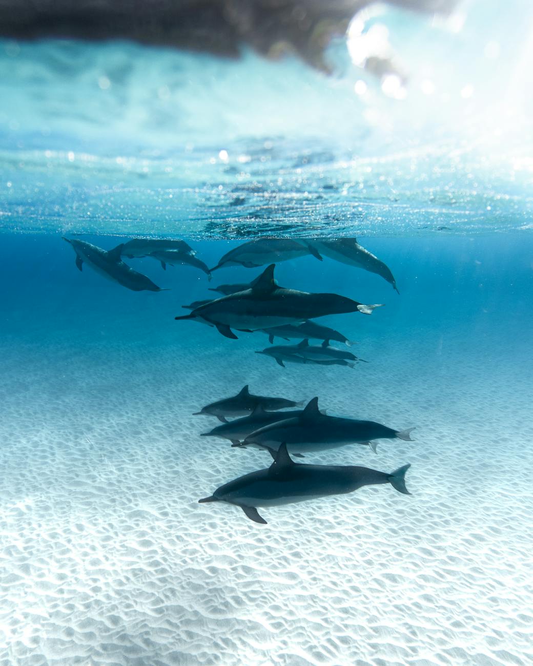A pod of spinner dolphins swimming over white sand in clear blue water